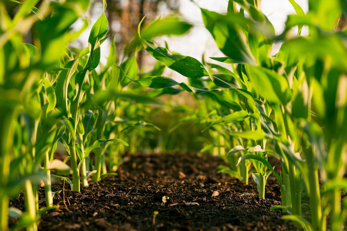 For the Farmer