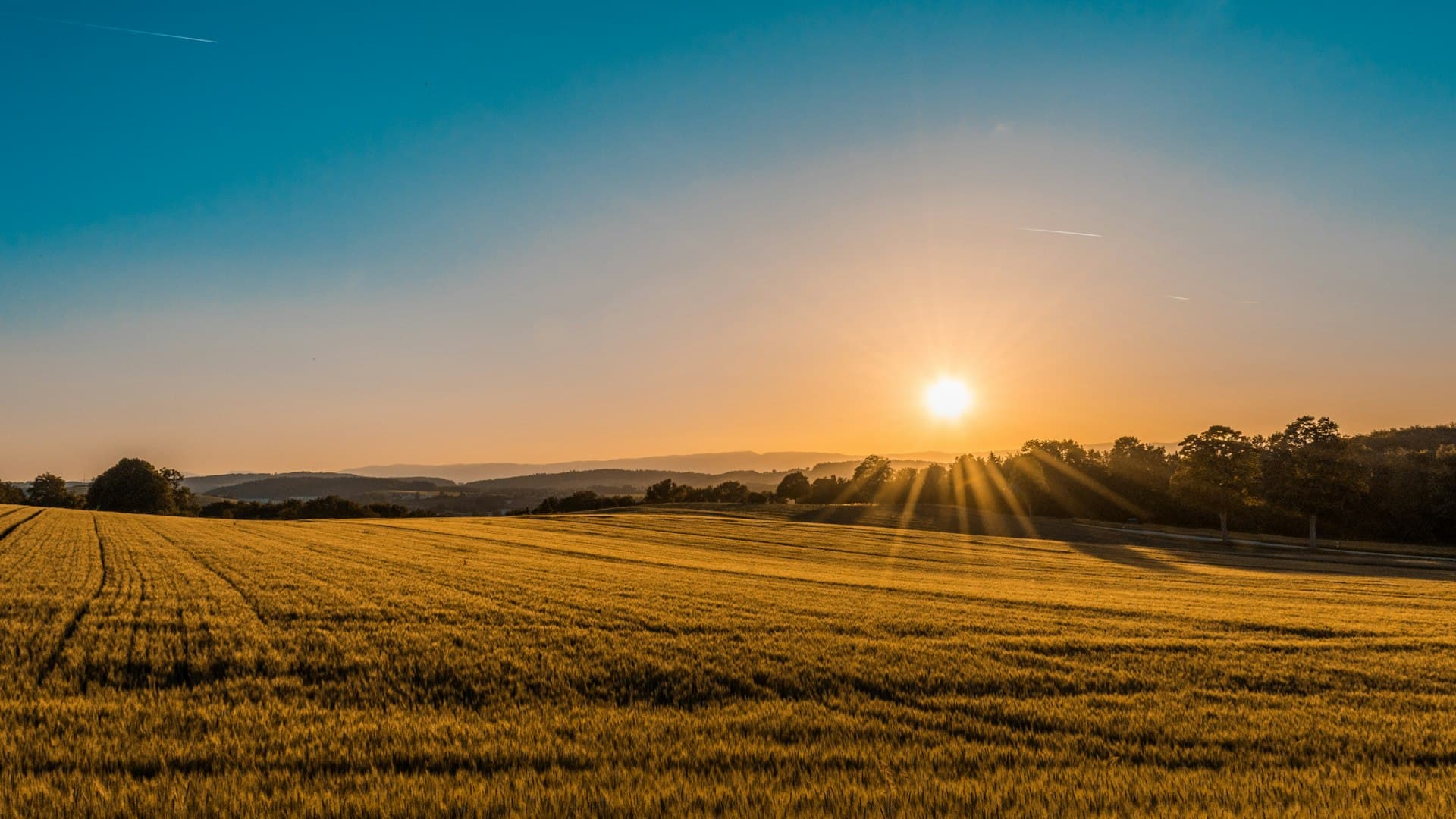 Corn field