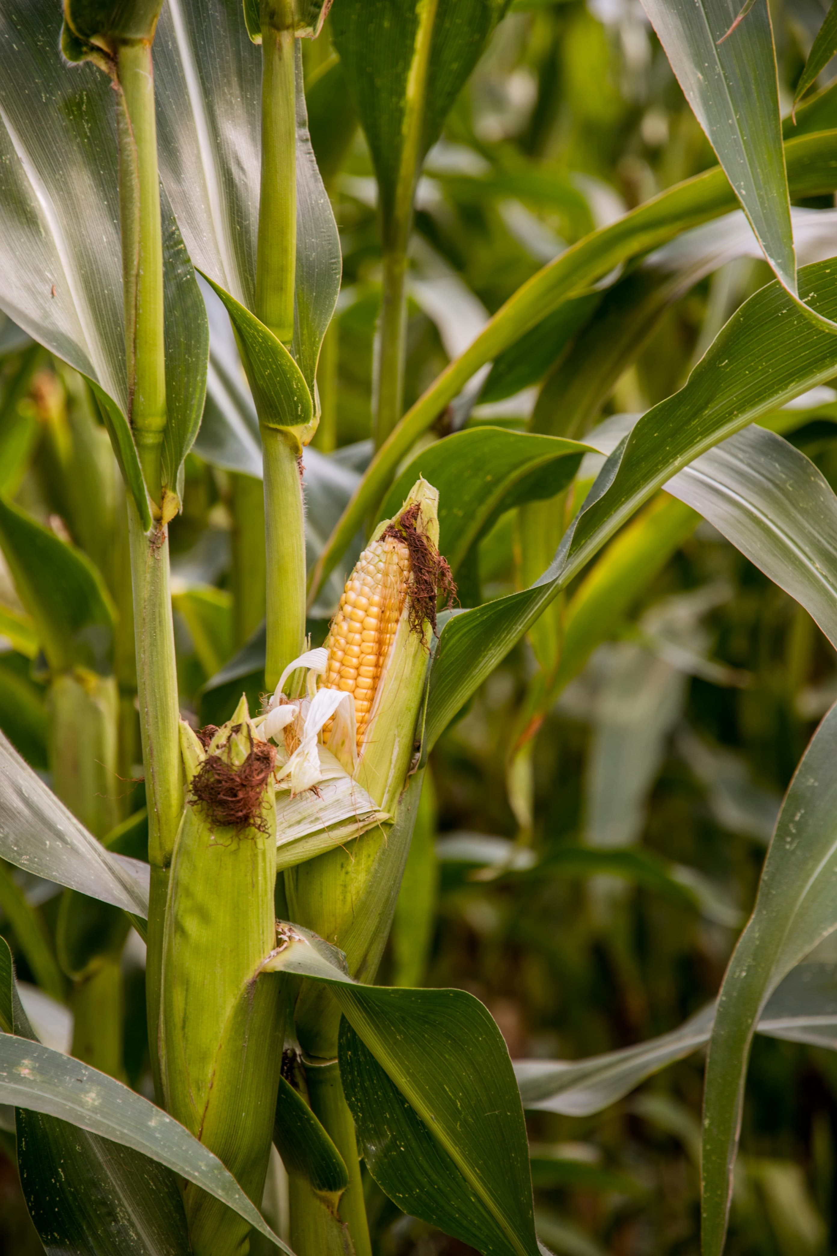 Sustainable farming and modern agriculture